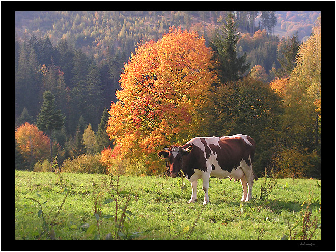 ...beskid śląski...