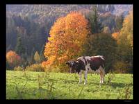 ...beskid śląski...