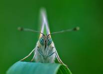 BIELINEK KAPUSTNIK (Pieris brassicae)