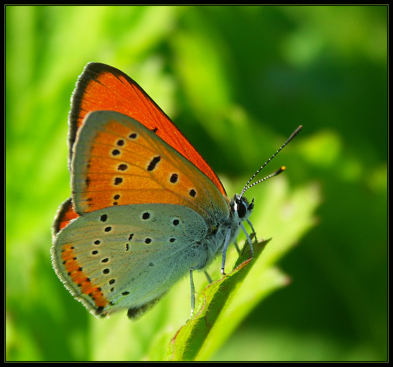 Czerwończyk nieparek (Lycaena dispar)