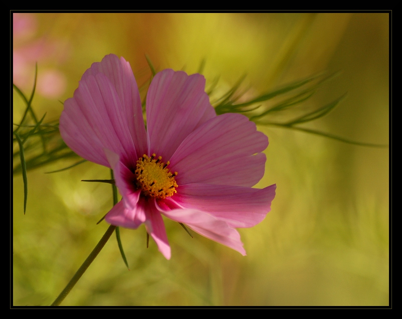 Onętek Sensation - Cosmos bipinnatus