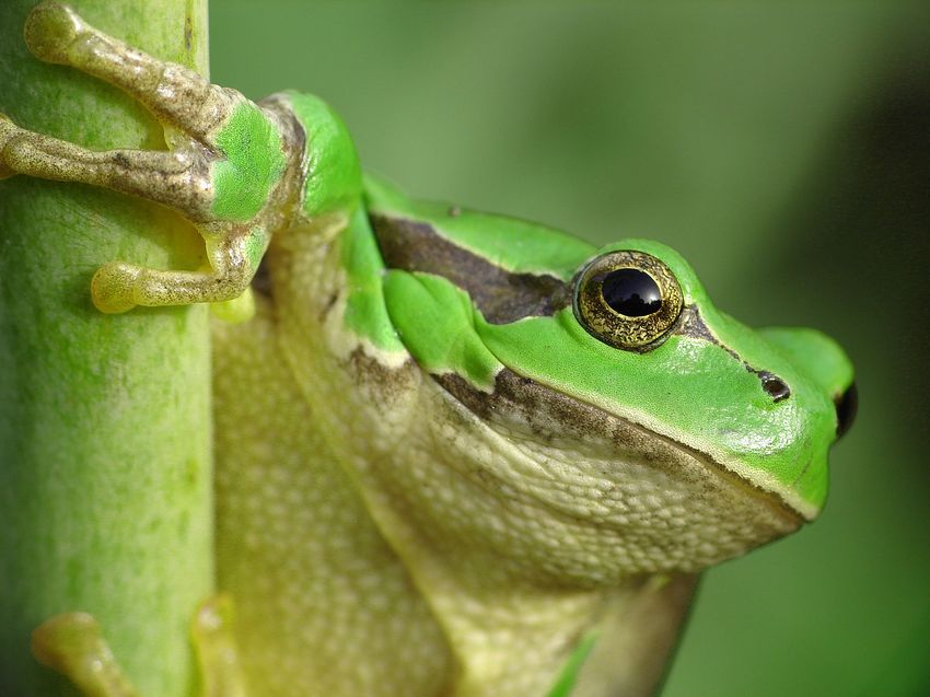 Animal Planet (Goczałkowice)