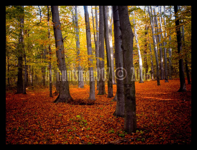 The Rusty Forest