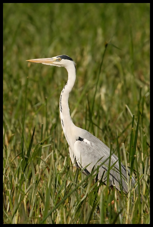 Siwa