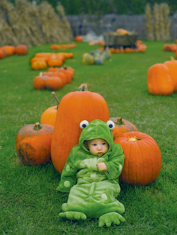 Frog among pumpkins