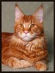 Pan Maine Coon