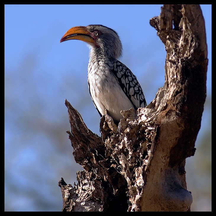 Toko Żółtodzioby (Tockus Flavirostris)