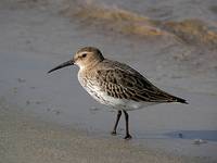 Calidris alpina