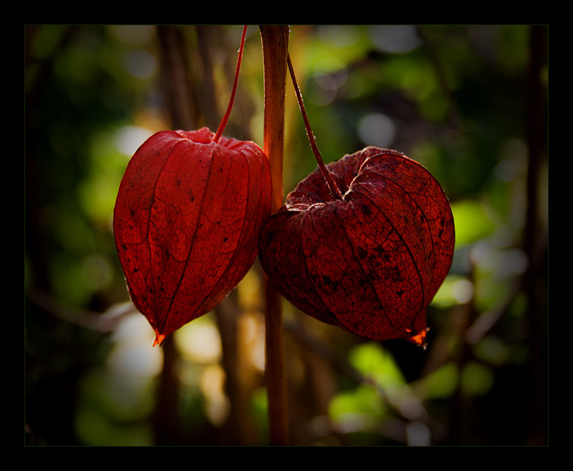 Hortus siccus