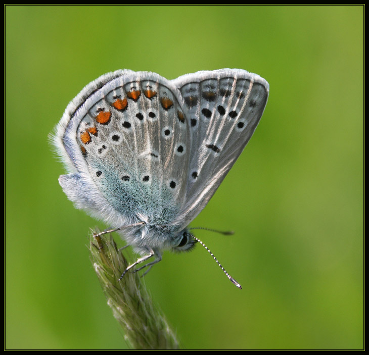 Modraszek Ikar (Polyommatus icarus)