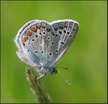 Modraszek Ikar (Polyommatus icarus)