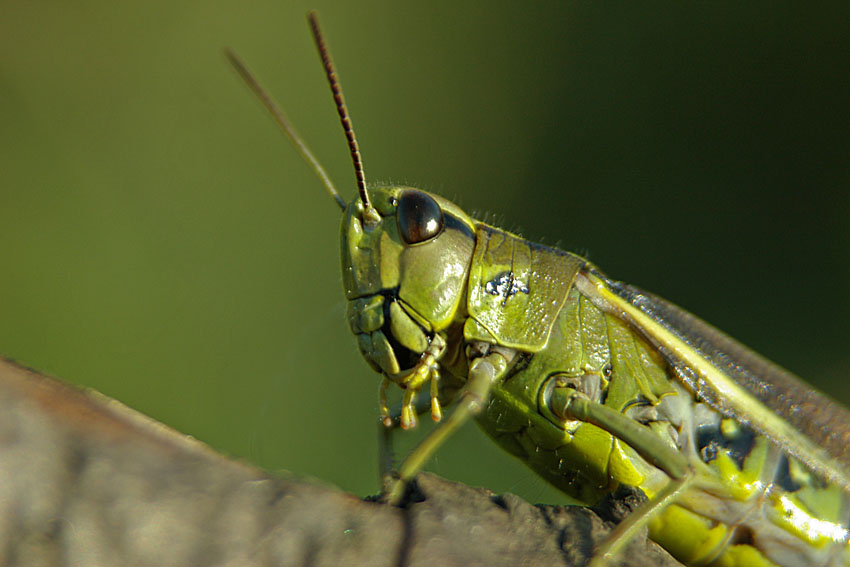 Grasshopper