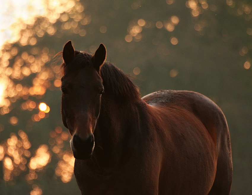 October dawn