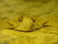 Fennec Fox