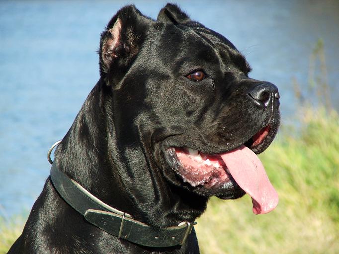 cane corso