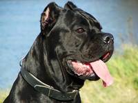 cane corso