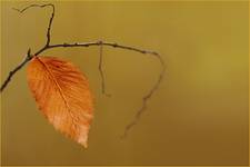 ..:: Leaf ::..