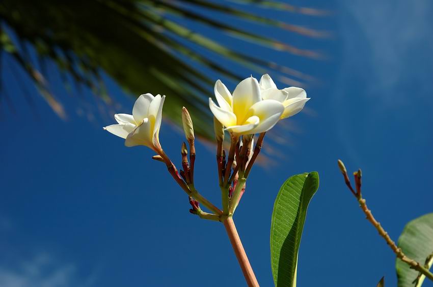 Oleander...