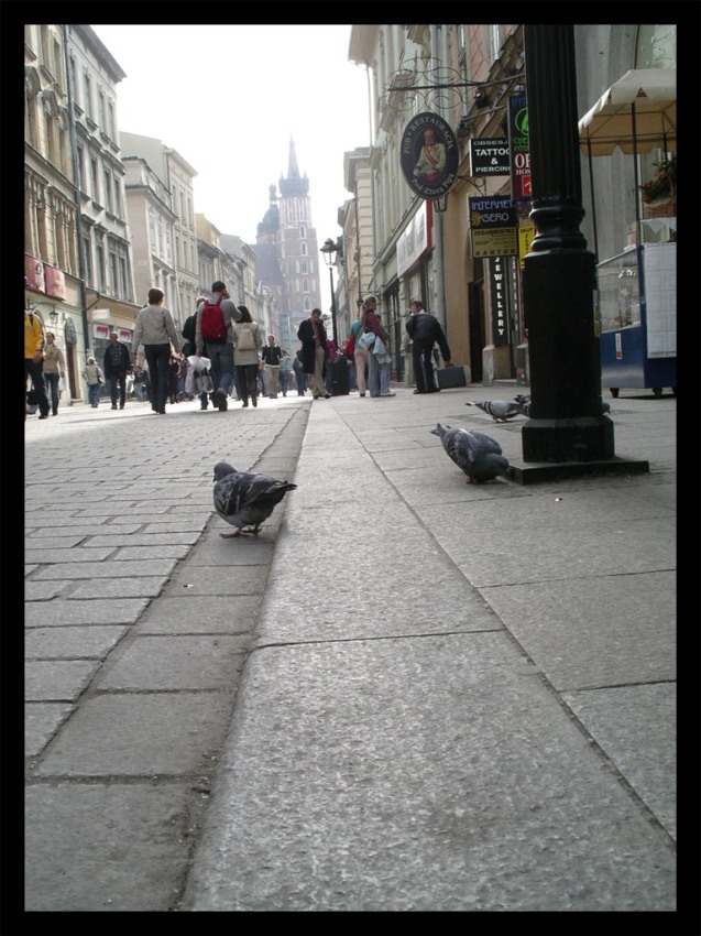 Pigeon Gathering II - Kraków