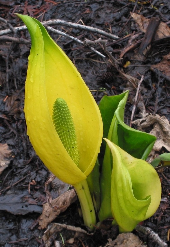 027. Lysichiton americanus