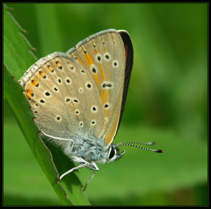 Czerwończyk nieparek (Lycaena dispar)