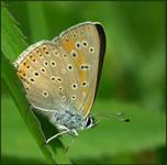 Czerwończyk nieparek (Lycaena dispar)