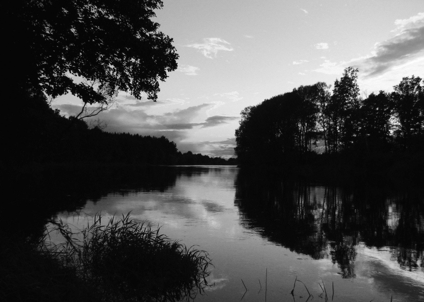 Narew