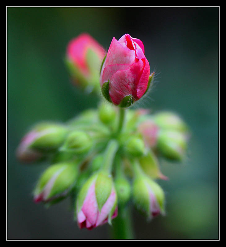 Pelargonia