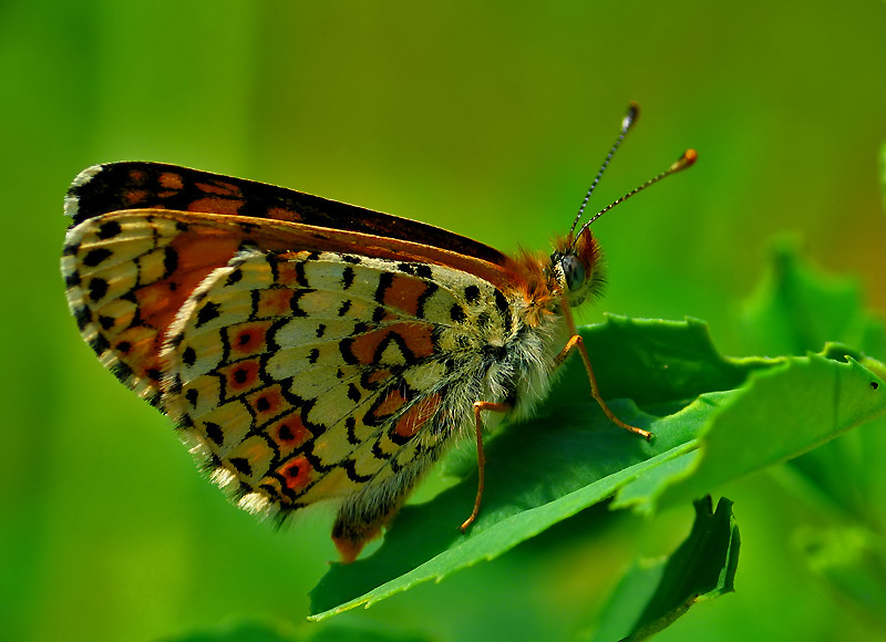 PRZEPLATKA KRESOPŁASZCZA-CINKSIA (Malitaea cinksia) p.e.+F5