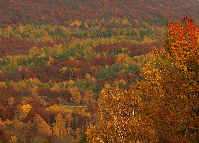 Bieszczady w pełni kolorów jesieni