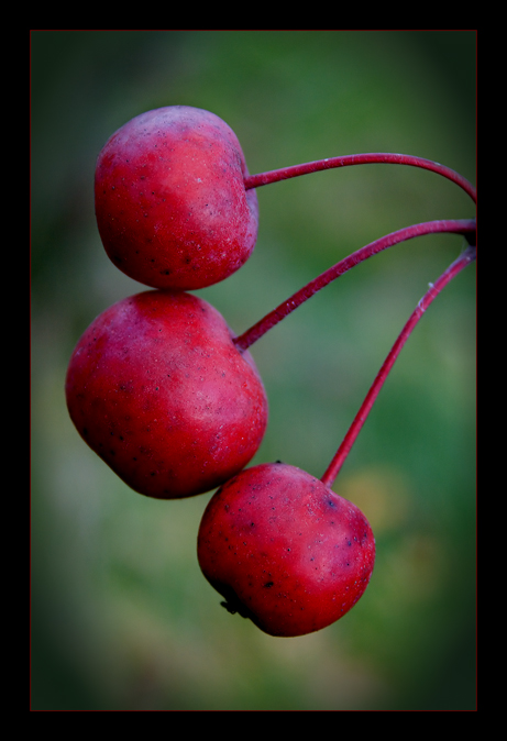 Fructus dulces