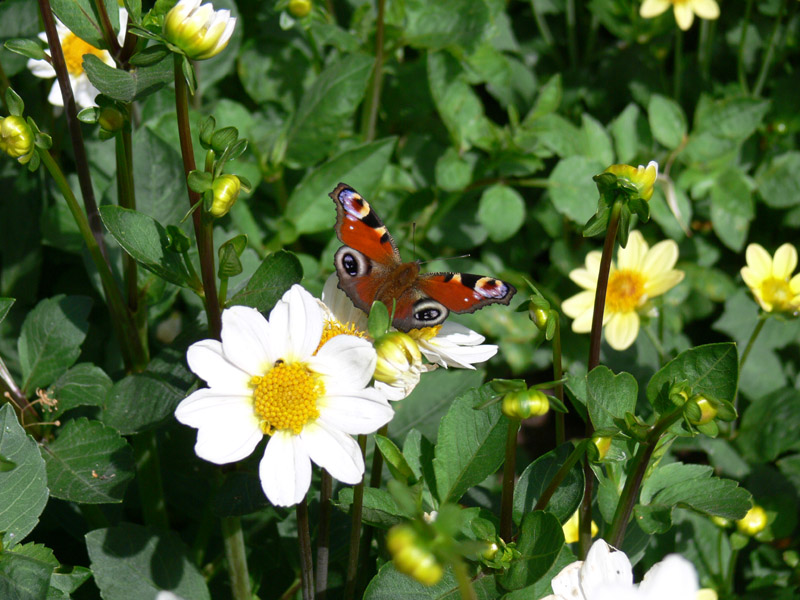 Motyl