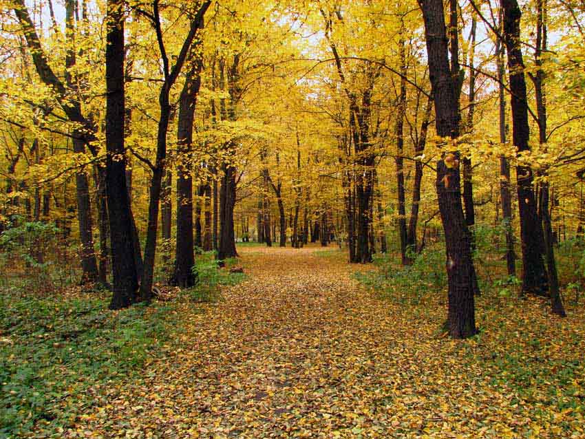 Żółty park