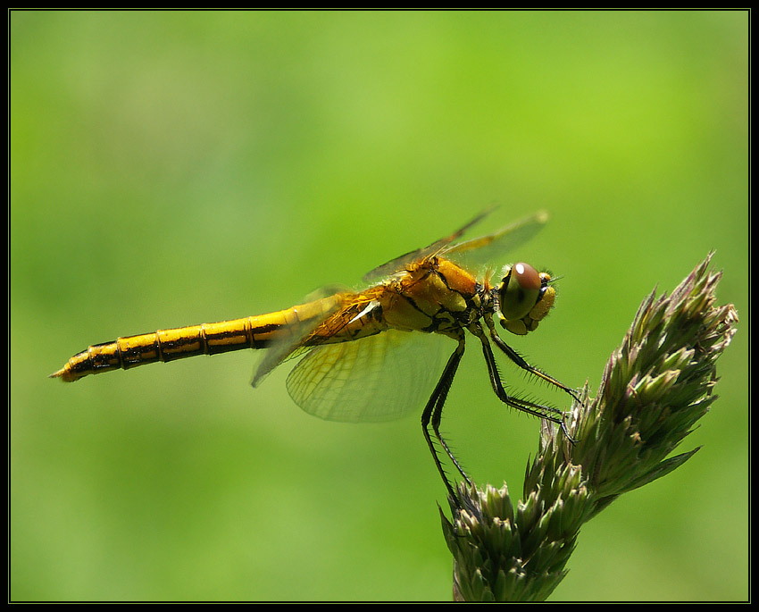 Szablak żółty (Sympetrum flaveolum)