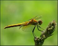 Szablak żółty (Sympetrum flaveolum)