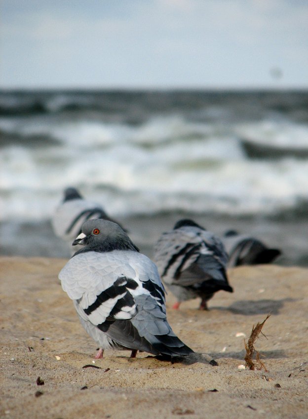 Plażowicze ;)