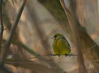 Dzwoniec (Carduelis chloris)