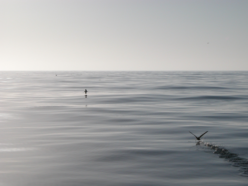 OCEAN SPOKOJNY