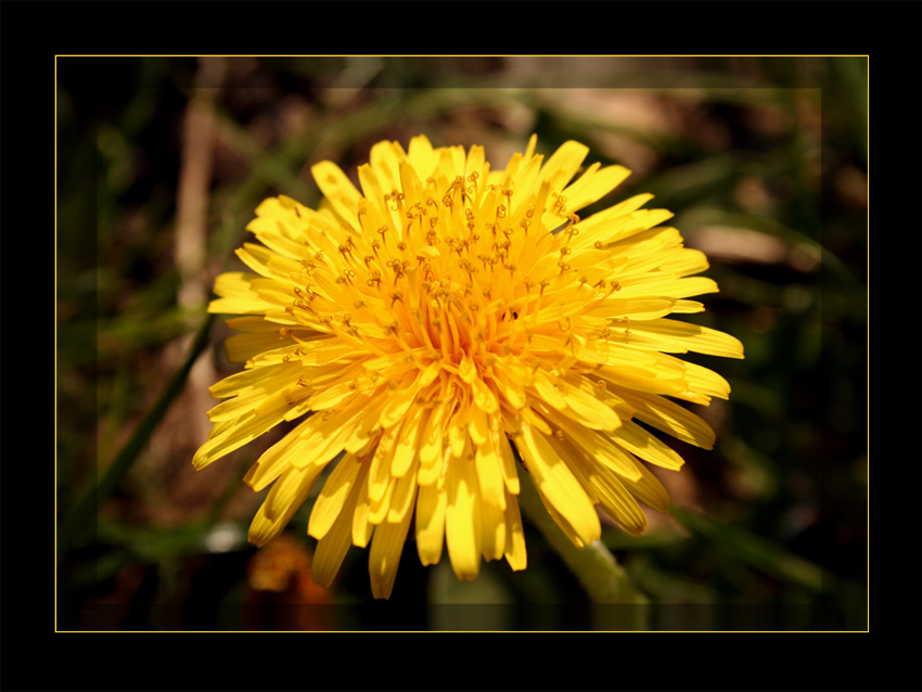 Yellow flower 2