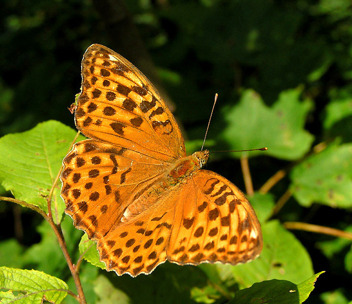 wspomnienie lata c.d.