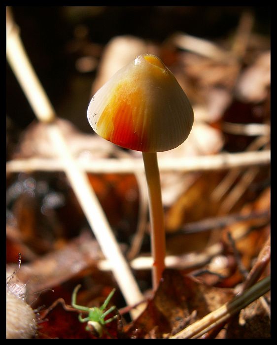 Mycena crocata