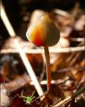 Mycena crocata