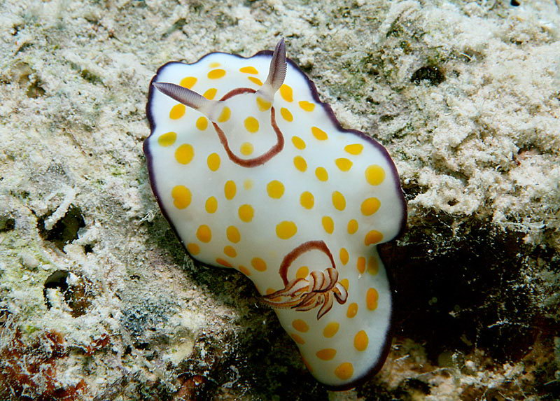 Ringed chromodoris