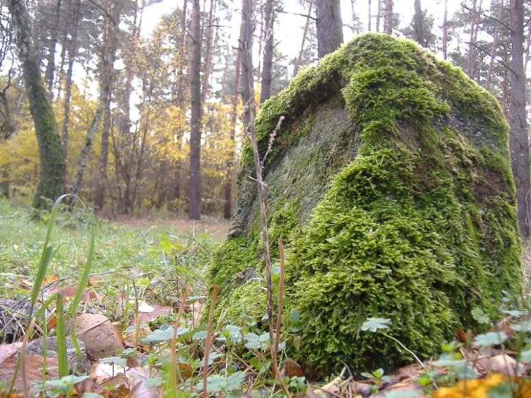 Gdzieś między Rusocinem a Międzyborzem.