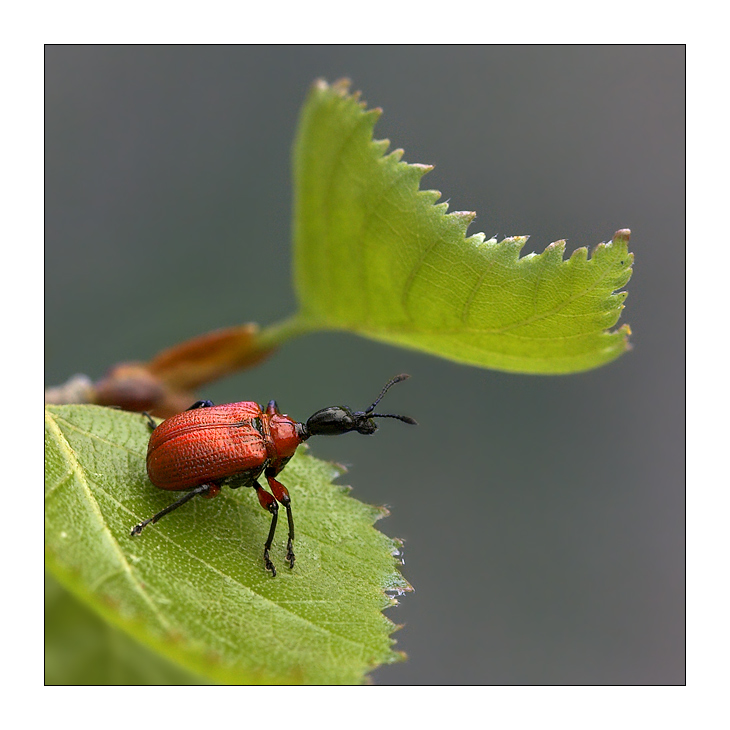 Oszynda leszczynowiec (Apoderus coryli)