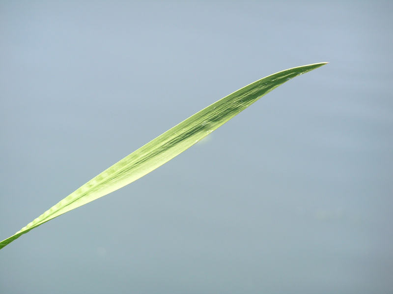 leaf