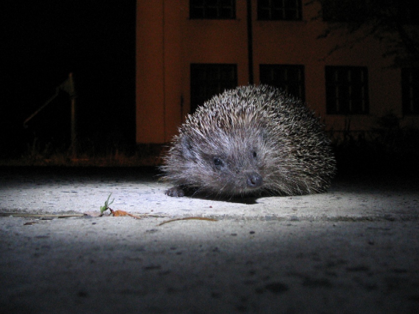 Jeż - nocny rozbójnik