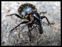 Rozpucz lepiężnikowiec (Liparus glabrirostris)