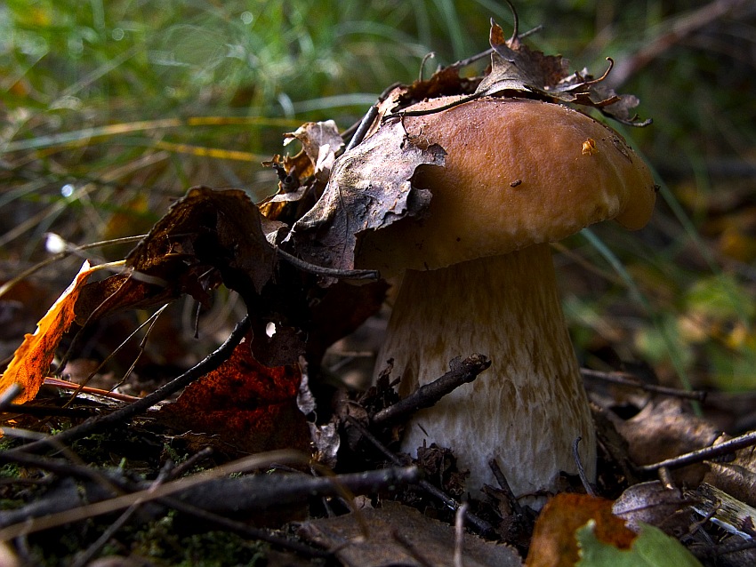 my jesteśmy krasnoludki hopsasa hopsasa