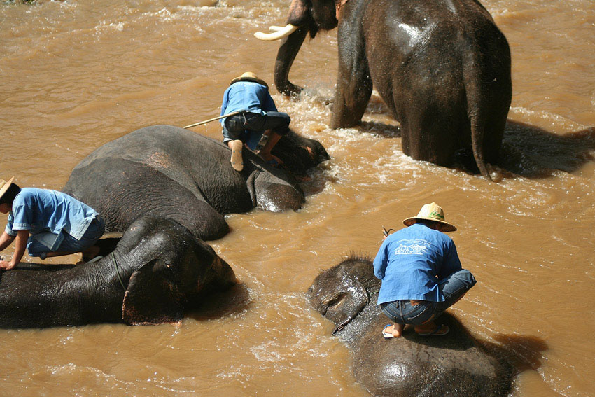 Washing The Elephants - Thailand